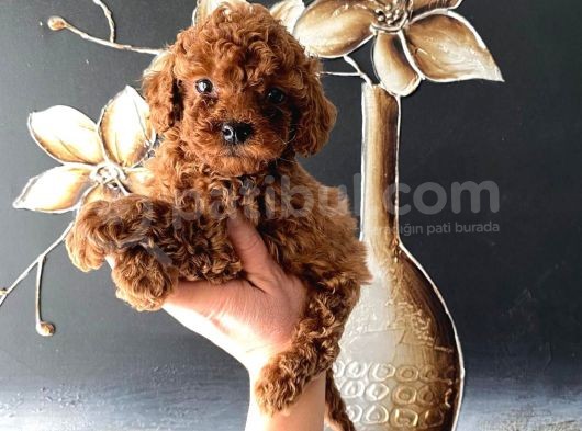 Kore Kan Teacup Toy Poodle Yavrum görsel