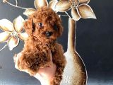 Kore Kan Teacup Toy Poodle Yavrum