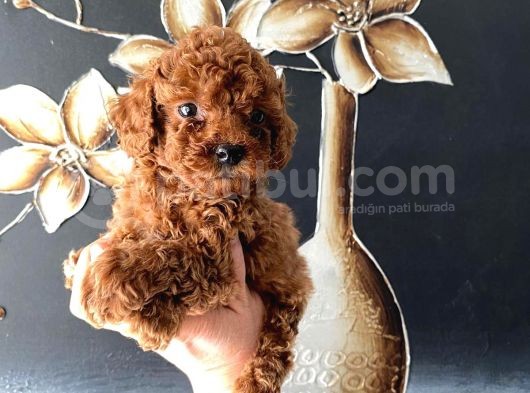 Kore Kan Teacup Toy Poodle Yavrum görsel