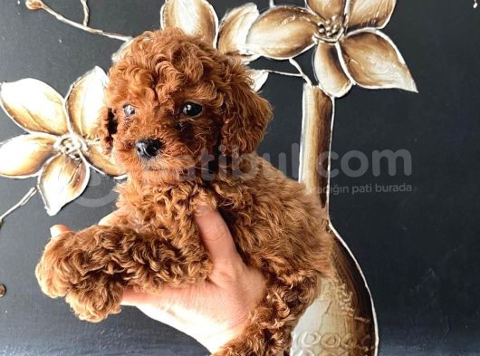 Kore Kan Teacup Toy Poodle Yavrum görsel