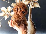 Kore Kan Teacup Toy Poodle Yavrum