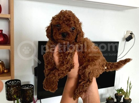 Dark Renginde Poodle Bebeklerim