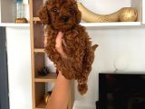 Dark Renginde Poodle Bebeklerim