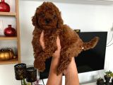 Dark Renginde Poodle Bebeklerim