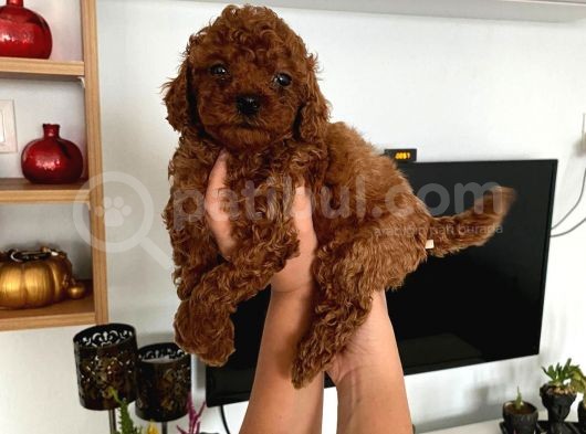 Dark Renginde Poodle Bebeklerim görsel