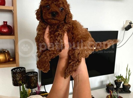 Dark Renginde Poodle Bebeklerim görsel