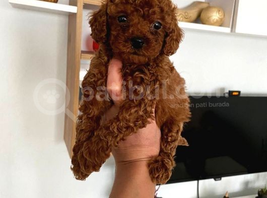Dark Renginde Poodle Bebeklerim görsel