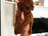 Dark Renginde Poodle Bebeklerim