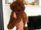 Dark Renginde Poodle Bebeklerim