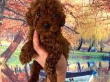 Kg garantili toy poodle bebeklerim Pet eğitimli