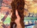 Kg Garantili Toy Poodle Bebeklerim Pet Eğitimli