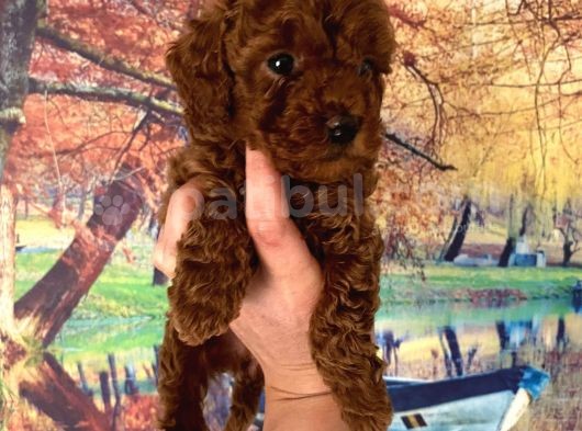 Kg Garantili Toy Poodle Bebeklerim Pet Eğitimli görsel