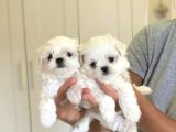 Teacup Maltese Terrier Bebekler