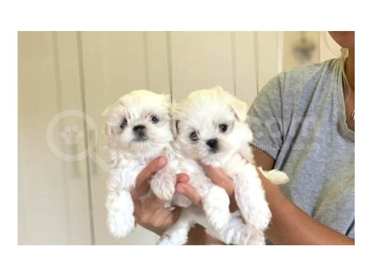 Teacup Maltese Terrier Bebekler görsel