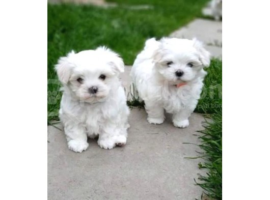 A Kalite Maltese Terrier Yavrularımız