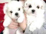 teacup maltese terrier bebekler