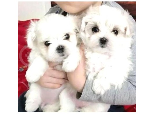 Teacup Maltese Terrier Bebekler