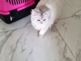 British Long Hair 8 Aylık Dişi Kedi