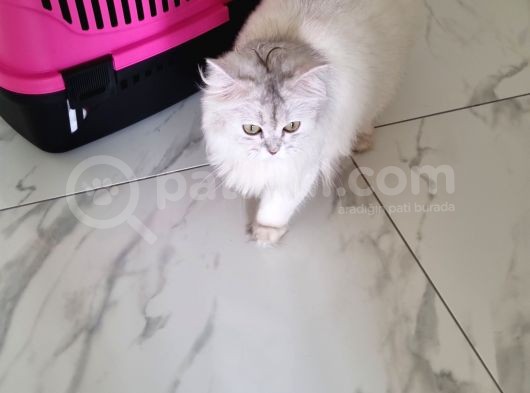 British Long Hair 8 Aylık Dişi Kedi görsel