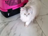 British Long Hair 8 Aylık Dişi Kedi