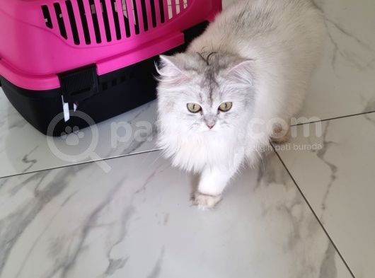 British Long Hair 8 Aylık Dişi Kedi görsel