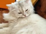 British Long Hair 8 Aylık Dişi Kedi