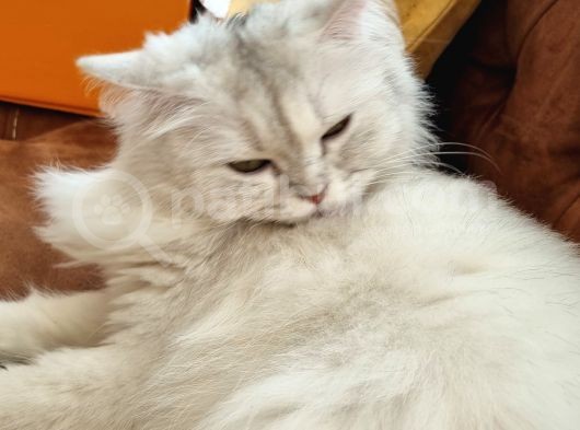 British Long Hair 8 Aylık Dişi Kedi görsel