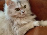 British Long Hair 8 Aylık Dişi Kedi