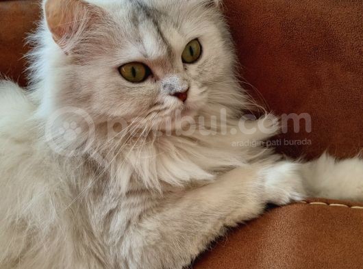 British Long Hair 8 Aylık Dişi Kedi görsel