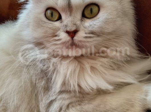 British Long Hair 8 Aylık Dişi Kedi