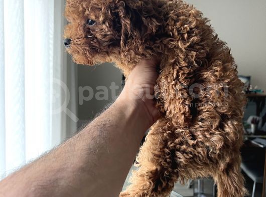 Ai̇leden Dark Brown Safkan Yavrular görsel