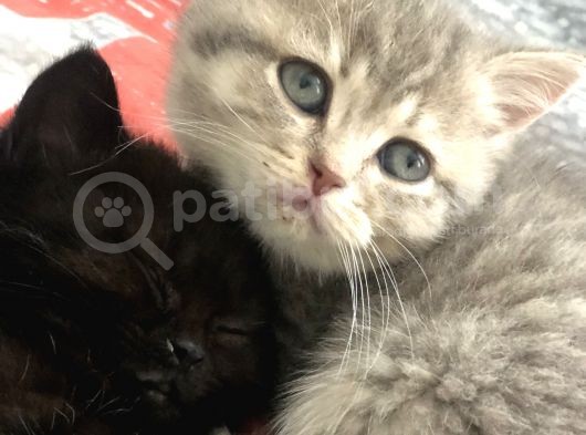 British Shorthair görsel