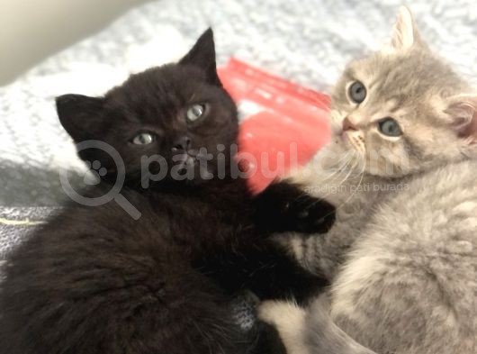British Shorthair görsel