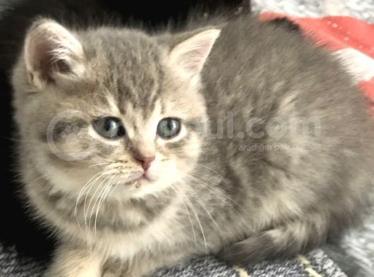British Shorthair