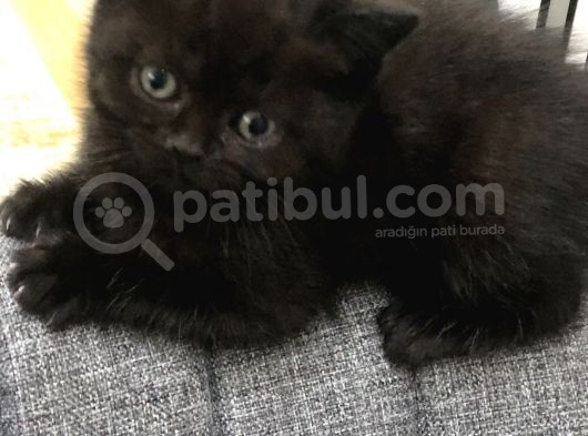 British Shorthair görsel