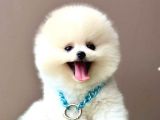 Ori̇ji̇nal Ayi Suratli Pomerani̇an Boo Bebekler