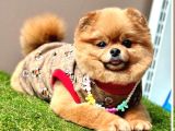 ORİJİNAL AYI SURATLI POMERANİAN BOO BEBEKLER