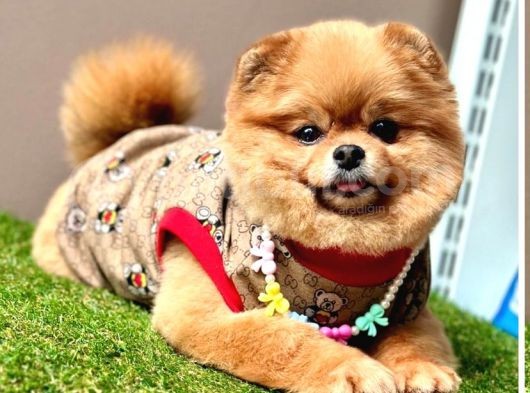 Ori̇ji̇nal Ayi Suratli Pomerani̇an Boo Bebekler