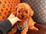 Koreni̇n Bebeği̇ Toy Boy Poodle Yavrular