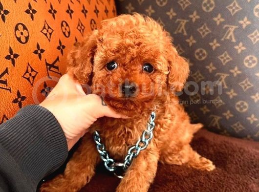 Koreni̇n Bebeği̇ Toy Boy Poodle Yavrular görsel