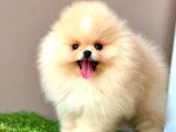 Ori̇ji̇nal Ayi Suratli Pomerani̇an Boo Bebekler