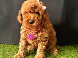 Koreni̇n Bebeği̇ Toy Boy Poodle Yavrular