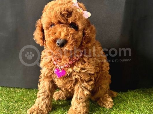Koreni̇n Bebeği̇ Toy Boy Poodle Yavrular görsel
