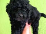 A Kalite Di̇şi̇ Toy Poodle Yavrumuz