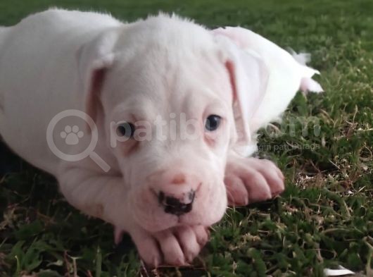 Mükemmel Kalite Secereli Dogo Argentino Yavrularımız görsel