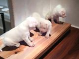 Mükemmel Kalite Secereli Dogo Argentino Yavrularımız