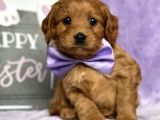 TOOY POODLE YAVRUMUZ 0 TEACUP
