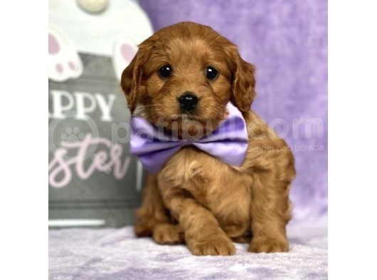 Tooy Poodle Yavrumuz 0 Teacup