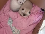 Scottish Fold British Shorthair