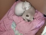 Scottish fold british shorthair